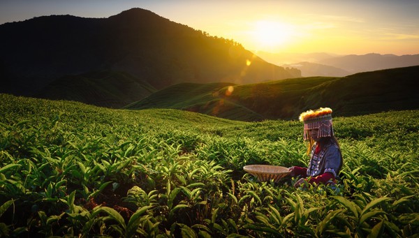 Cameron Highlands 